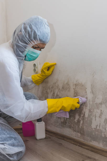 Celina, TN Mold Removal Company