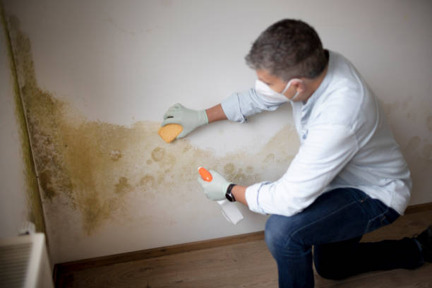 Best Post-Construction Mold Inspection  in Celina, TN